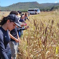 Plantação de Sorgo no município de Nobres - MT